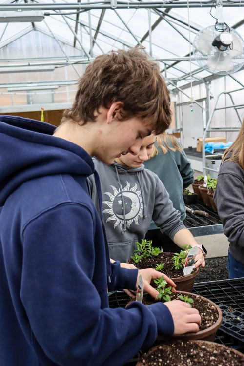 Henley greenhouse - Photo Number 4