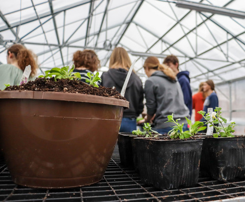 Henley greenhouse - Photo Number 5