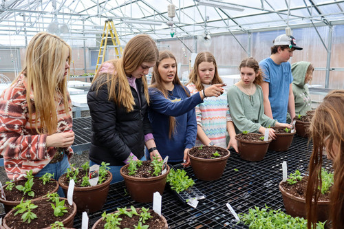 Henley greenhouse - Photo Number 7