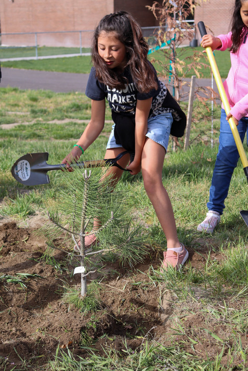 Planting trees - Photo Number 2