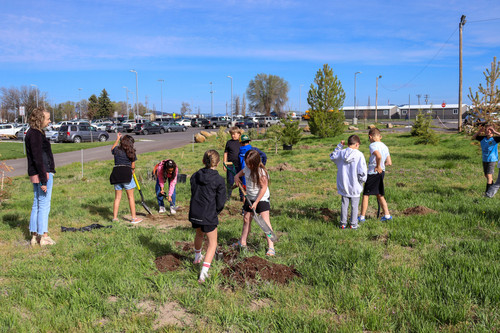 Planting trees - Photo Number 3
