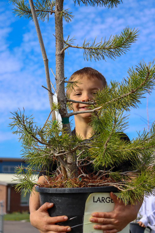 Planting trees - Photo Number 5