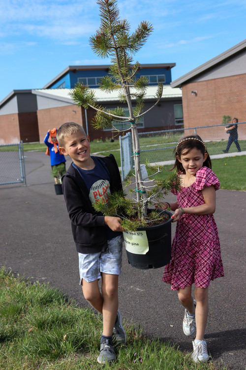 Planting trees - Photo Number 6