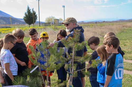 Planting trees - Photo Number 7