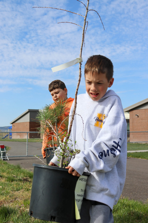 Planting trees - Photo Number 9